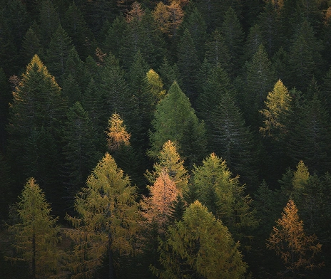 STIGA RM RESPONSIBLY MANAGED FORESTS